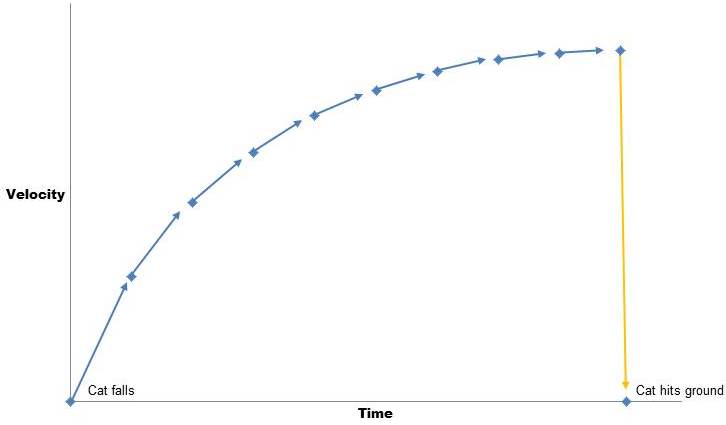 Graph representing the velocity of a falling cat